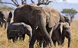 TANZANIA - Serengeti National Park - Elefanti - 3